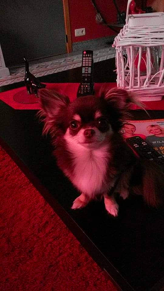 Chanel participe au concours pour gagner de l'argent avec cette photo : canidae, carnivore, companion_dog, dog, dog_breed, dog_supply, fawn, flooring, fur, hardwood, magenta, papillon, pet_supply, pink, snout, sporting_group, tail, toy_dog, whiskers, working_animal