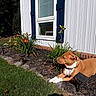 brick_trim, collar, daylily, dog, flower_bed, garden, grass, house_siding, landscaping, mulch, outdoor, pet, pit_bull, porch, resting, shrubs, solar_light, stone_border, sunlight, window