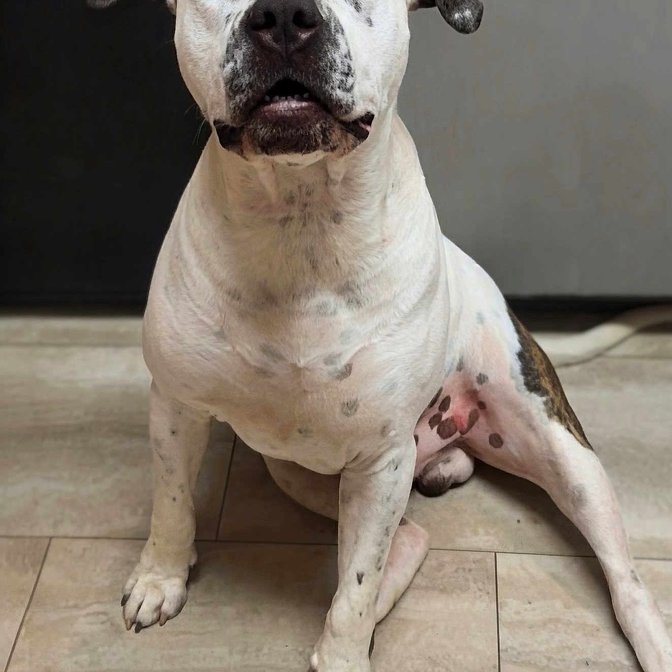 Roscoe joined the competition — help win amazing prizes! dog, canine, white_dog, black_spots, sitting, indoors, tile_floor, portrait, close_up, front_facing, floppy_ears, brown_eyes, black_nose, short_hair, muscular, pet, animal, funny_expression, home, floor