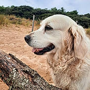 Lily a rejoint le concours — aidez-le/la à gagner de superbes lots ! dog, golden_retriever, sand, beach, tree_log, bark, outdoor, nature, canine, panting, fur, animal, profile, close_up, grass, sky, clouds, wood, pet, daytime