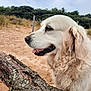 dog, golden_retriever, sand, beach, tree_log, bark, outdoor, nature, canine, panting, fur, animal, profile, close_up, grass, sky, clouds, wood, pet, daytime