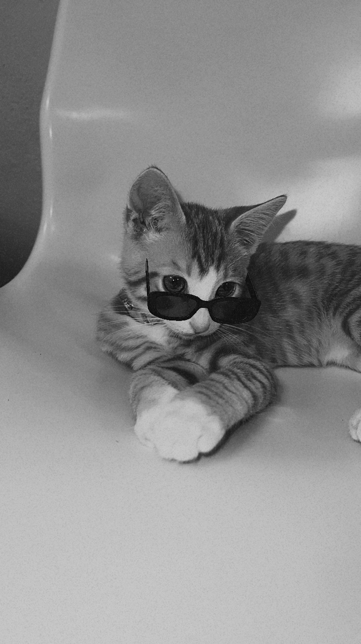 Ramen is registered to the contest to win money with this photo: black_and_white, carnivore, cat, comfort, ear, eye, fawn, felidae, fur, gesture, grey, jaw, leg, monochrome, monochrome_photography, paw, small_to_medium_sized_cats, snout, tail, whiskers