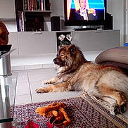 Mâle a rejoint le concours — aidez-le/la à gagner de superbes lots !