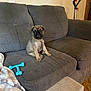 puppy, dog, couch, gray, toy, blanket, indoor, pet, furniture, living_room, carpet, step, chain_collar, cute, small_dog, seated, household, cozy, domestic, floor