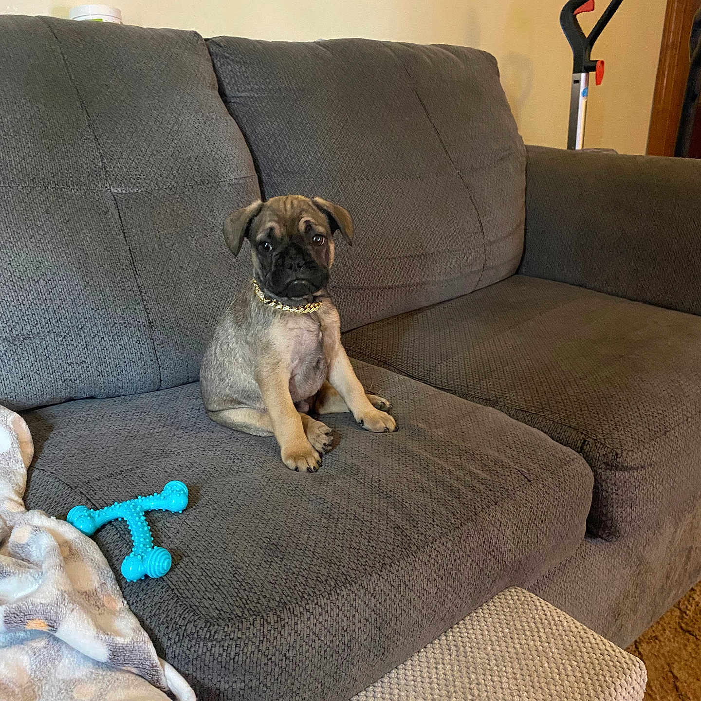 Louie joined the competition — help win amazing prizes! blanket, carpet, chain_collar, couch, cozy, cute, dog, domestic, floor, furniture, gray, household, indoor, living_room, pet, puppy, seated, small_dog, step, toy