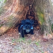 Brutus joined the competition — help win amazing prizes! animal, bark, black_dog, canine, collar, dog, forest, grass, ground, hollow, leaves, nature, nature_scene, outdoor, pet, small_dog, tree, tree_trunk, wildlife, wood