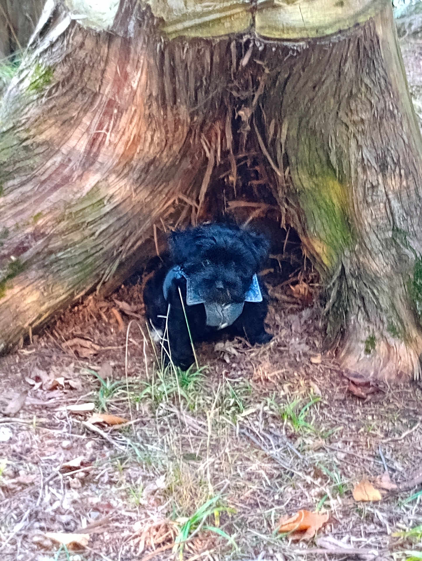 Brutus joined the competition — help win amazing prizes! animal, bark, black_dog, canine, collar, dog, forest, grass, ground, hollow, leaves, nature, nature_scene, outdoor, pet, small_dog, tree, tree_trunk, wildlife, wood