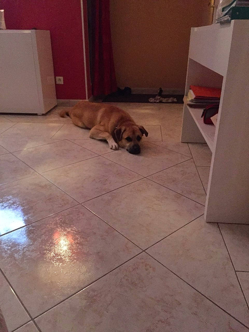 Booba a rejoint le concours — aidez-le/la à gagner de superbes lots ! boerboel, canidae, carnivore, dog, dog_breed, fawn, floor, flooring, hardwood, laminate_flooring, room, sporting_group, tile, wood, wood_flooring