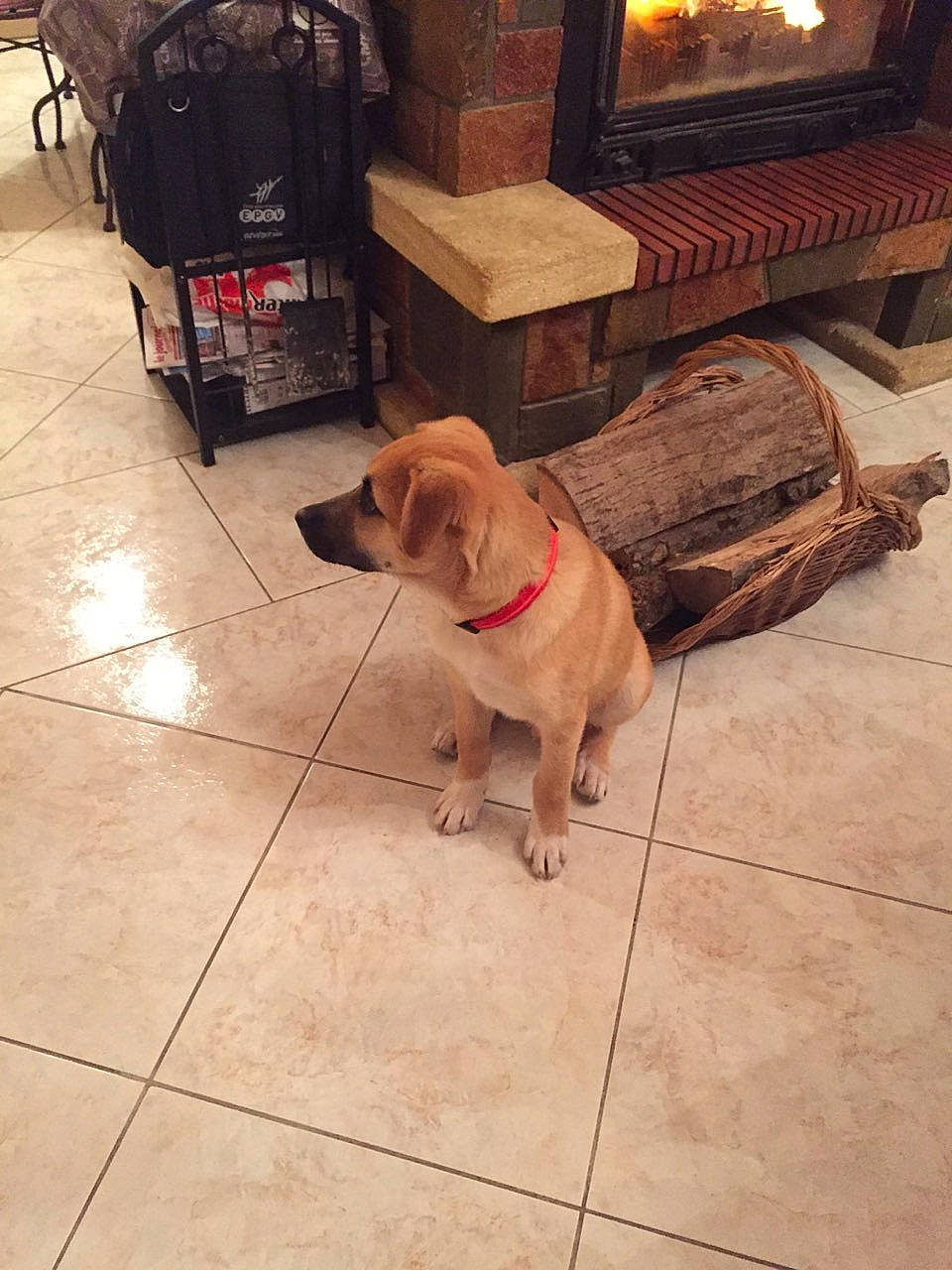 Booba participe au concours pour gagner de l'argent avec cette photo : canidae, carnivore, companion_dog, dog, dog_breed, fawn, floor, flooring, hardwood, labrador_retriever, puppy, sporting_group, tile, wood