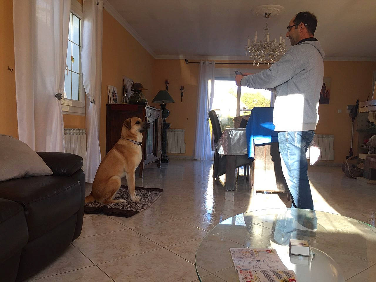 Booba a rejoint le concours — aidez-le/la à gagner de superbes lots ! canidae, carnivore, dog, dog_breed, fawn, floor, flooring, hardwood, home, house, interior_design, living_room, property, room, wood