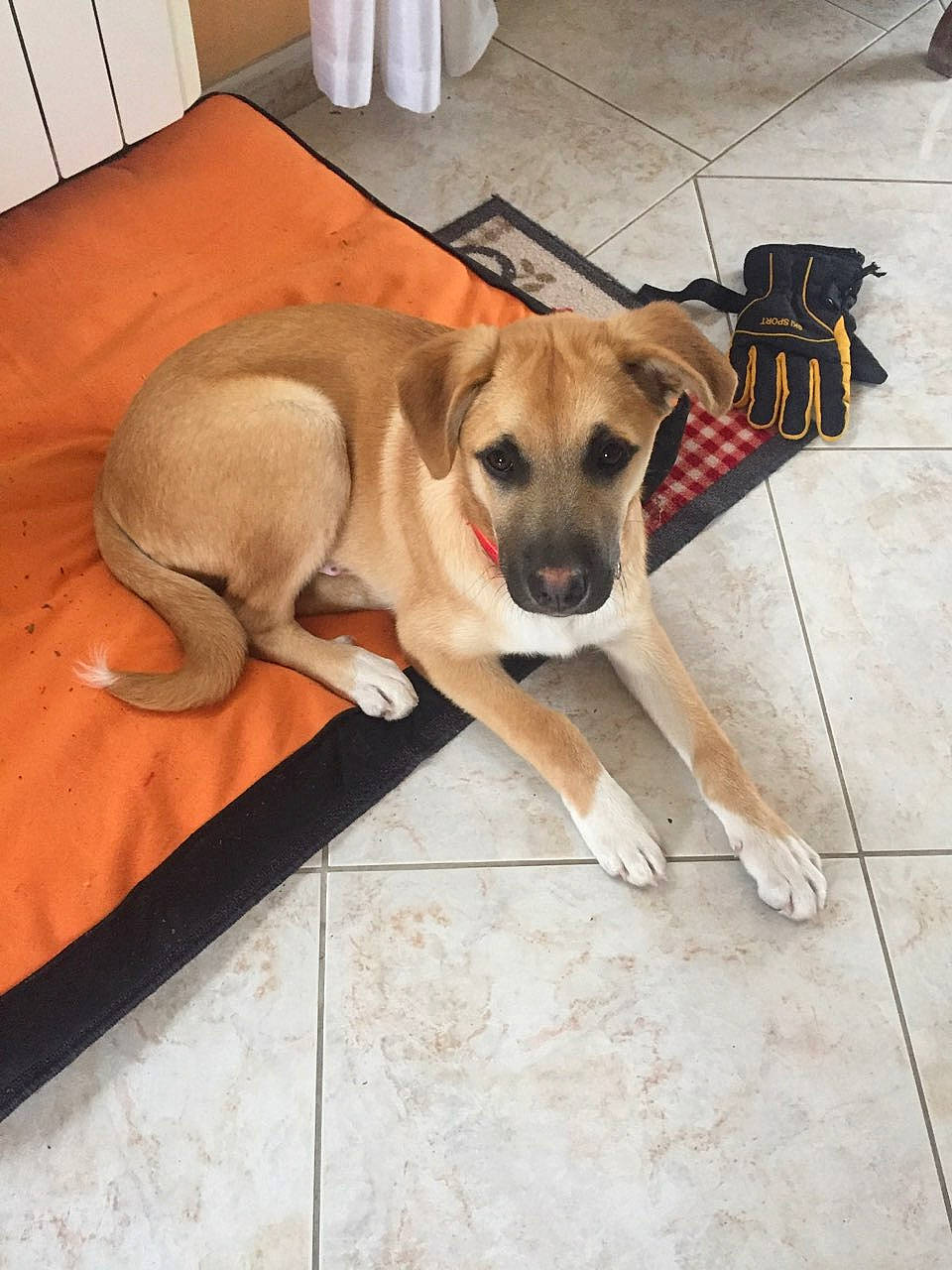 Booba participe au concours pour gagner de l'argent avec cette photo : aspin, black_mouth_cur, canidae, carnivore, chinook, companion_dog, dog, dog_breed, fawn, floor, flooring, mammal, potcake_dog, snout, sporting_group, street_dog