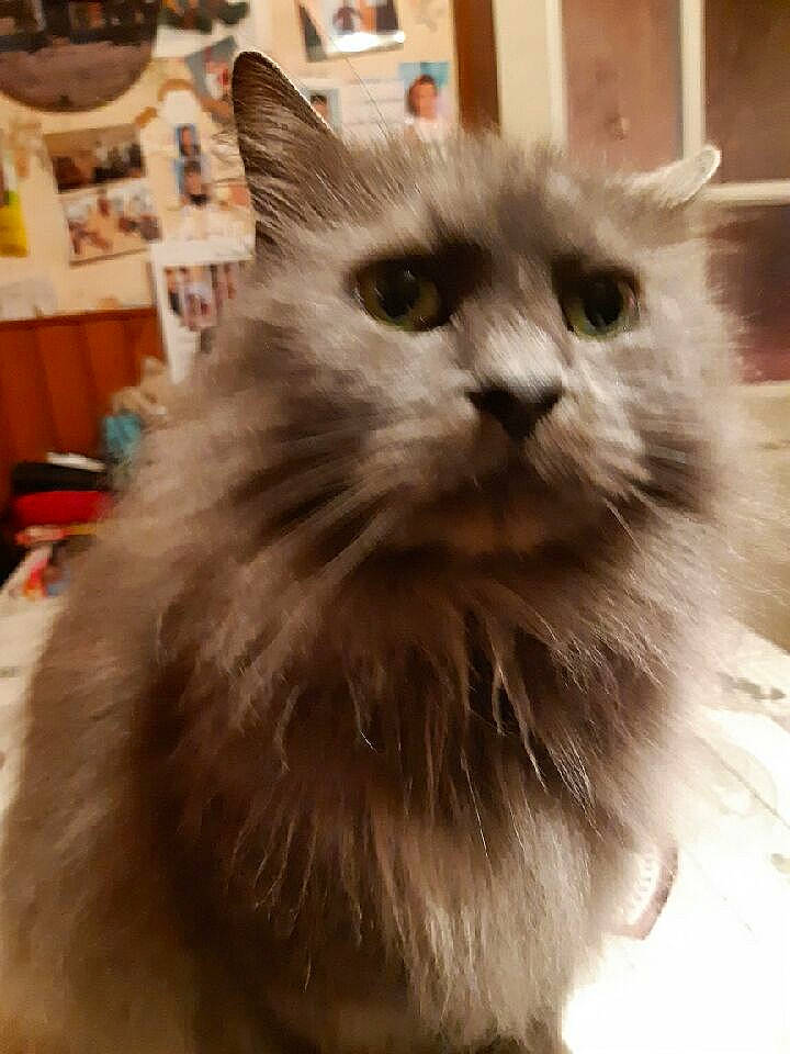 Hira participe au concours pour gagner de l'argent avec cette photo : asian_semi_longhair, balinese, british_longhair, british_semi_longhair, carnivore, cat, domestic_long_haired_cat, felidae, himalayan, mammal, napoleon_cat, nebelung, norwegian_forest_cat, ragamuffin, ragdoll, siberian, small_to_medium_sized_cats, snout, vertebrate, whiskers