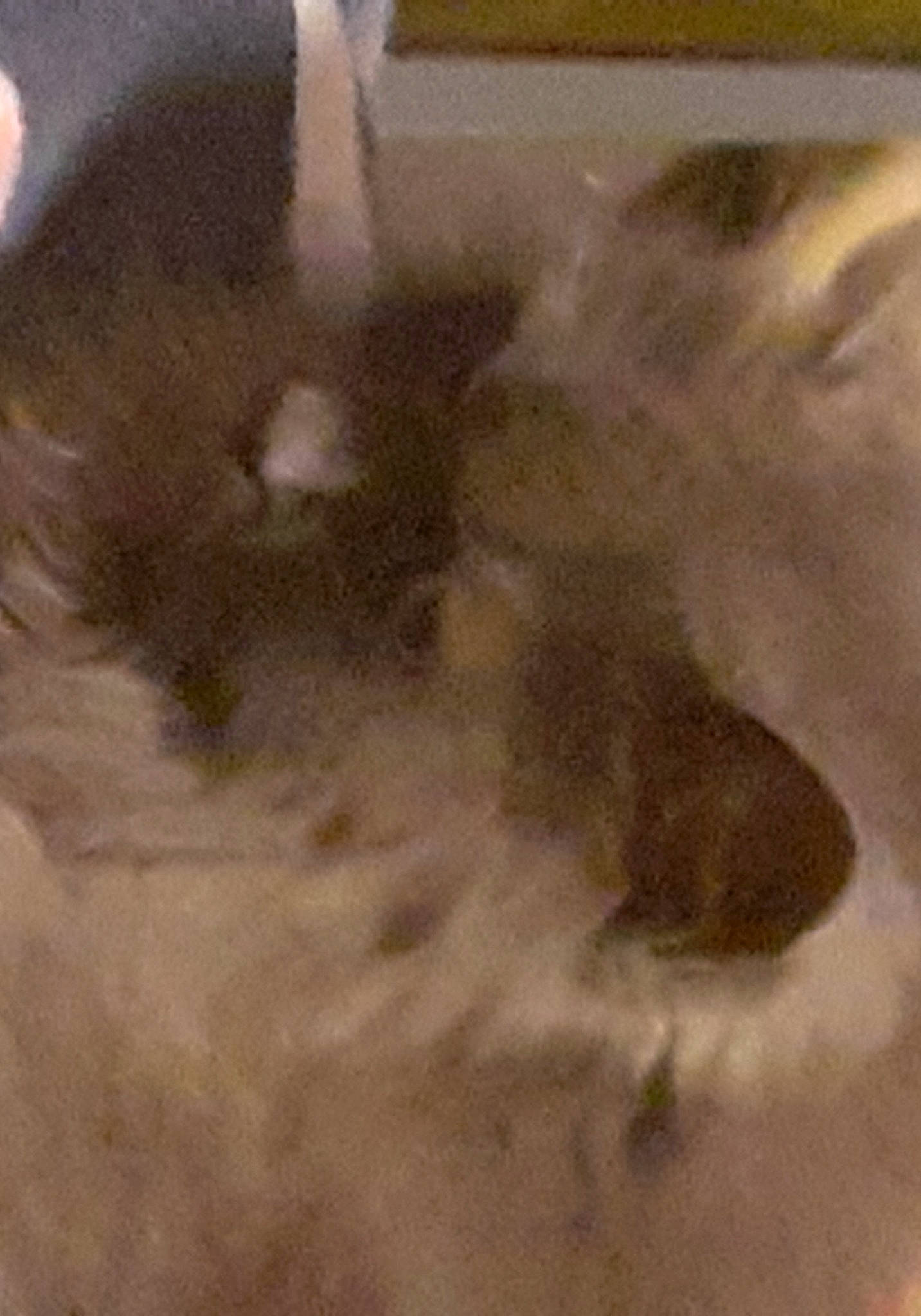 Hira a rejoint le concours — aidez-le/la à gagner de superbes lots ! stain