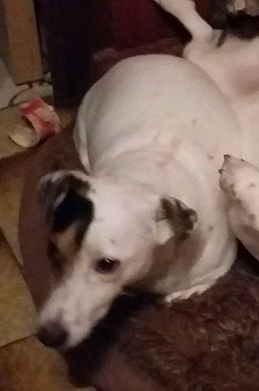 Lyli a rejoint le concours — aidez-le/la à gagner de superbes lots ! canidae, carnivore, companion_dog, dog, dog_breed, ear, jack_russell_terrier, mammal, parson_russell_terrier, puppy, russell_terrier, vertebrate