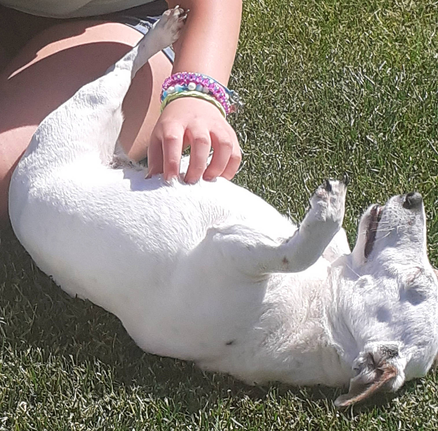 Lyli participe au concours pour gagner de l'argent avec cette photo : canidae, carnivore, companion_dog, dog, dog_breed, foot, french_bulldog, grass, leg, non_sporting_group