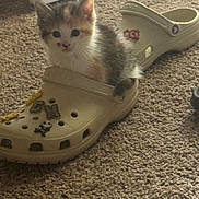 Pumpkin is registered to the contest to win money with this photo: kitten, cat, shoe, croc, carpet, floor, indoor, cute, pet, animal, small, fluffy, fur, curious, cozy, beige, footwear, decorative_charms, closeup, resting