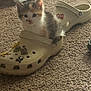 kitten, cat, shoe, croc, carpet, floor, indoor, cute, pet, animal, small, fluffy, fur, curious, cozy, beige, footwear, decorative_charms, closeup, resting