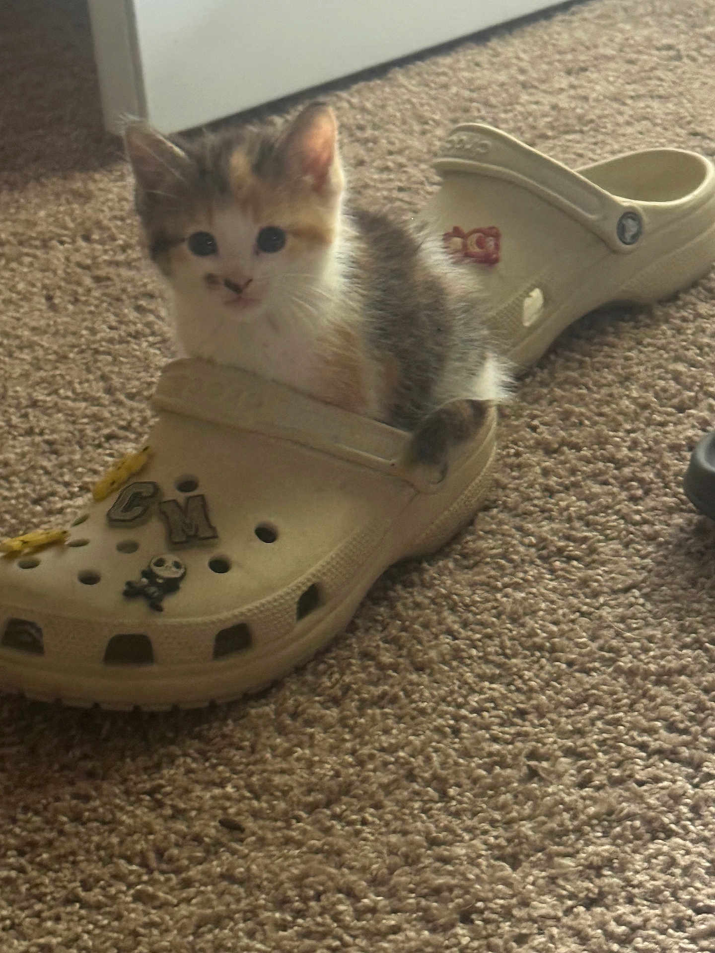 Pumpkin is registered to the contest to win money with this photo: kitten, cat, shoe, croc, carpet, floor, indoor, cute, pet, animal, small, fluffy, fur, curious, cozy, beige, footwear, decorative_charms, closeup, resting