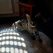 Moon participe au concours pour gagner de l'argent avec cette photo : animal, cat, cozy, curious, dark, feline, floor, indoor, kitten, light, pattern, pet, plant, quilt, room, shadow, small, sunlight, tabby, wooden_table