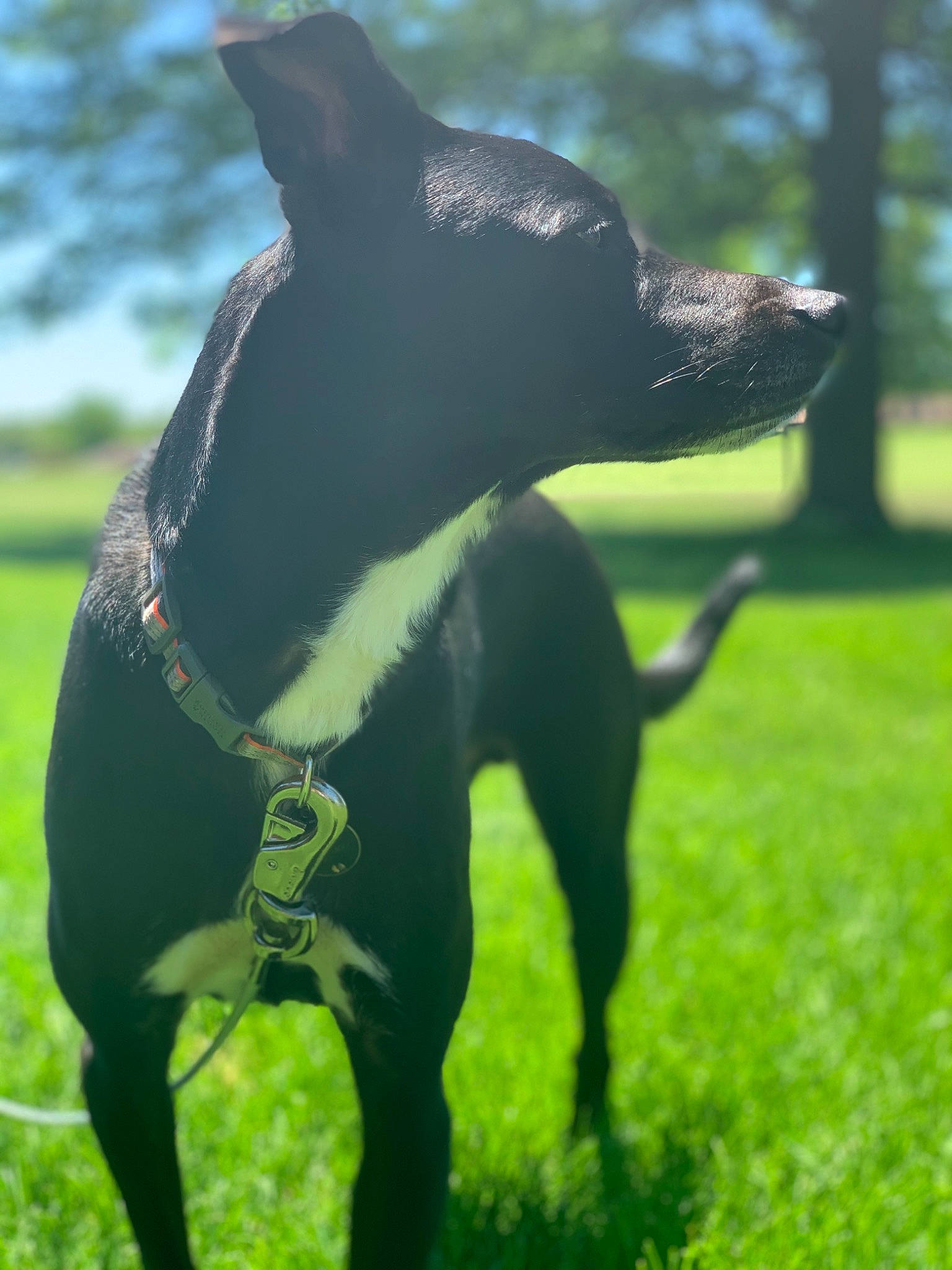 Gatsby is registered to the contest to win money with this photo: american_hairless_terrier, australian_kelpie, canidae, carnivore, dog, dog_breed, feist, german_pinscher, green, hunting_dog, mammal, manchester_terrier, mexican_hairless_dog, non_sporting_group, patterdale_terrier, snout, sporting_group, tail, terrier, vertebrate