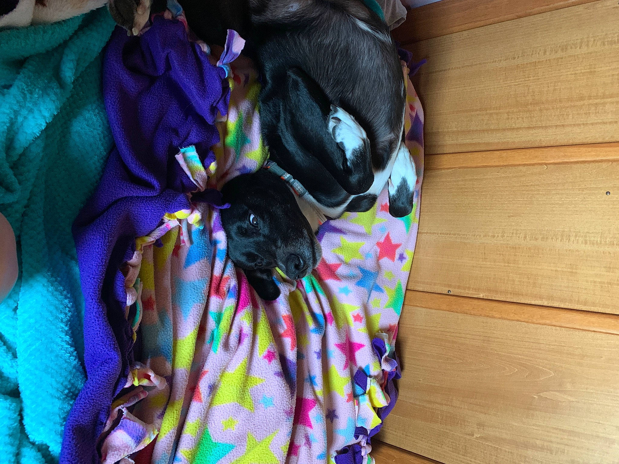 Gatsby joined the competition — help win amazing prizes! dress, fawn, purple, textile