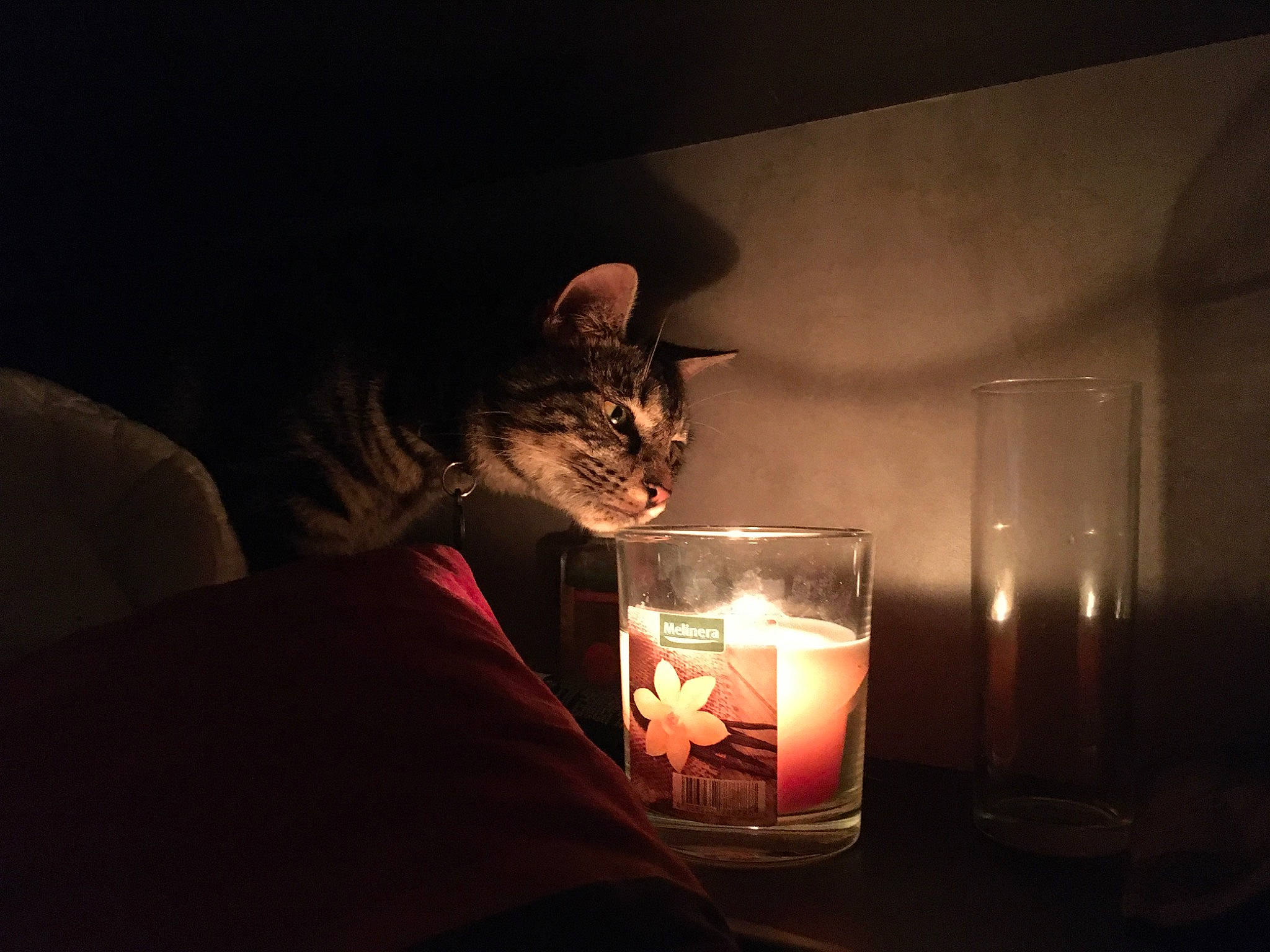 Kal a rejoint le concours — aidez-le/la à gagner de superbes lots ! alcohol, cat, darkness, ear, facial_hair, felidae, light, lighting, night, photography, sky, small_to_medium_sized_cats, whiskers