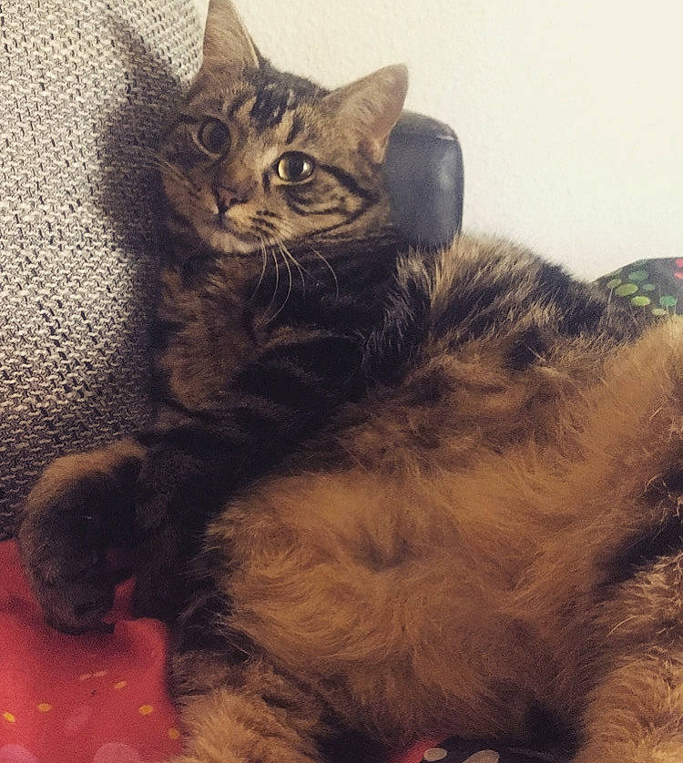 Kal participe au concours pour gagner de l'argent avec cette photo : american_bobtail, asian, british_semi_longhair, carnivore, cat, cymric, domestic_long_haired_cat, domestic_short_haired_cat, dragon_li, european_shorthair, felidae, fur, kitten, maine_coon, mammal, pixie_bob, sky, small_to_medium_sized_cats, tabby_cat, whiskers