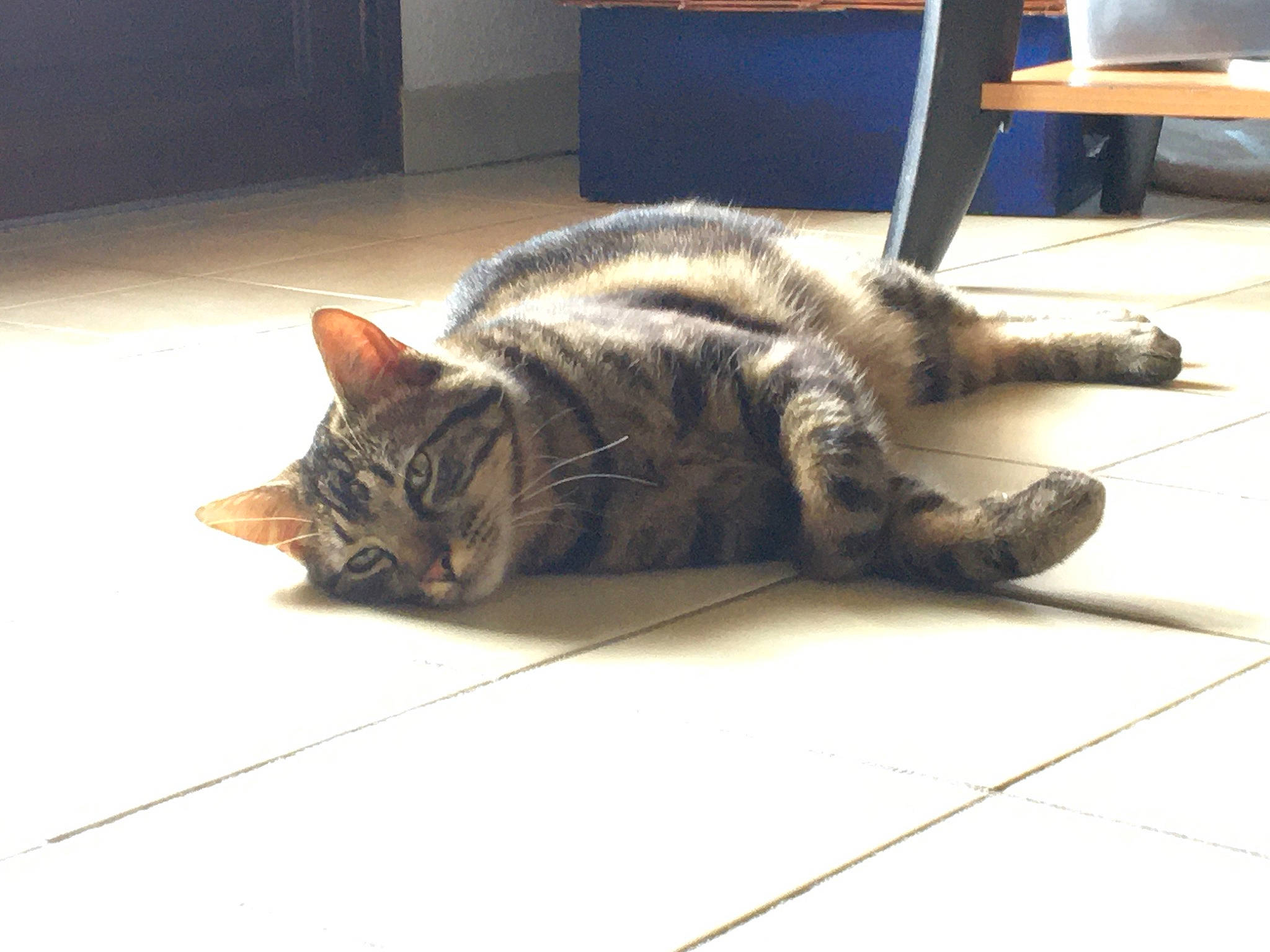 Kal a rejoint le concours — aidez-le/la à gagner de superbes lots ! american_shorthair, california_spangled, carnivore, cat, domestic_short_haired_cat, dragon_li, european_shorthair, eye, felidae, fur, mammal, nap, paw, sleep, small_to_medium_sized_cats, snout, tabby_cat, tail, toyger, whiskers