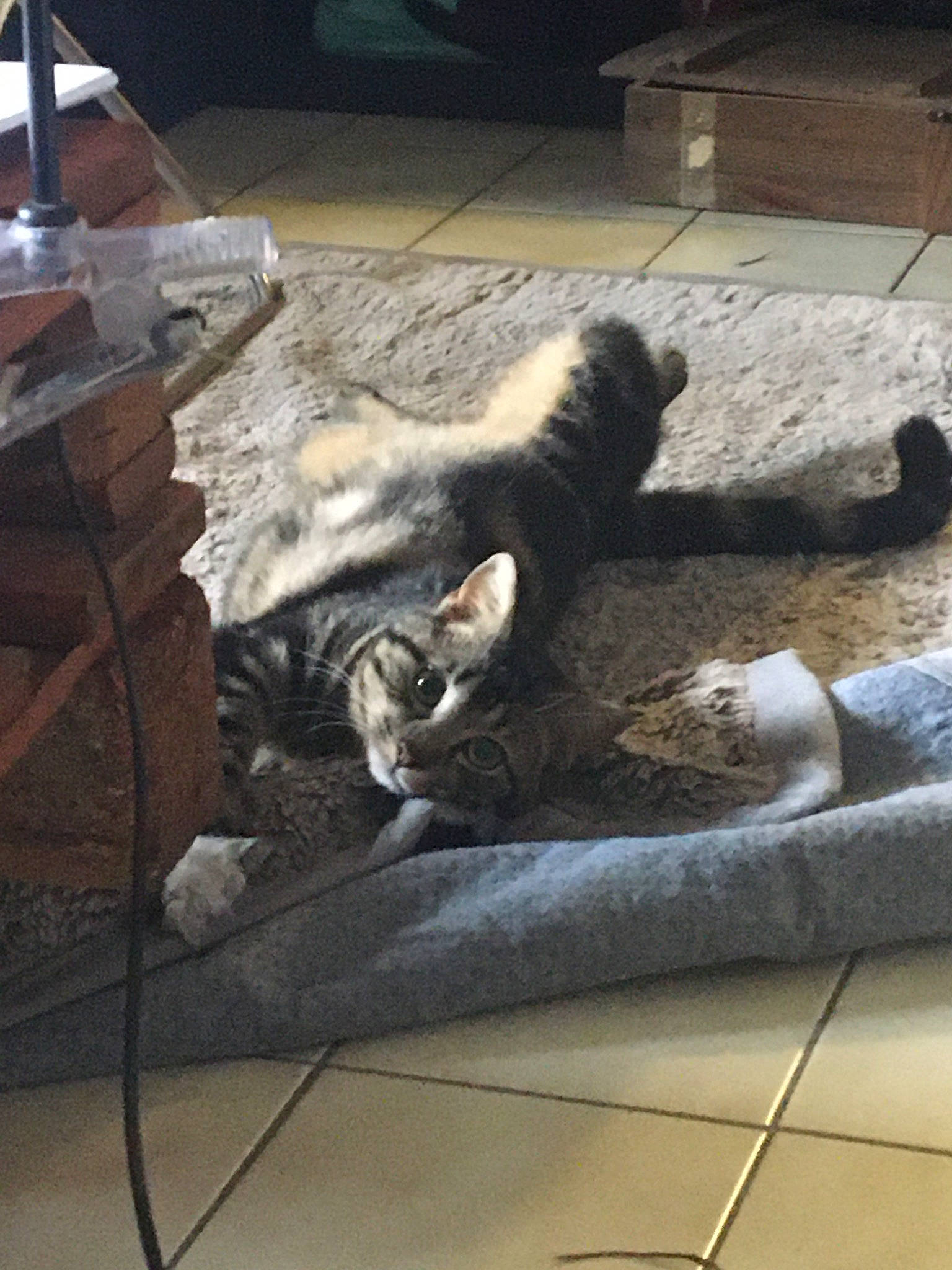 Kal participe au concours pour gagner de l'argent avec cette photo : canidae, carnivore, cat, felidae, floor, flooring, small_to_medium_sized_cats, square, tail, wood, zoo