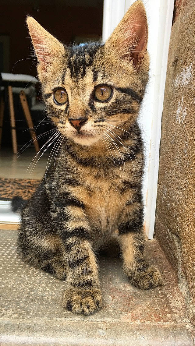 Kal participe au concours pour gagner de l'argent avec cette photo : american_shorthair, asian, carnivore, cat, domestic_short_haired_cat, dragon_li, egyptian_mau, european_shorthair, felidae, kitten, mammal, rusty_spotted_cat, small_to_medium_sized_cats, snout, sokoke, tabby_cat, toyger, vertebrate, whiskers, wild_cat