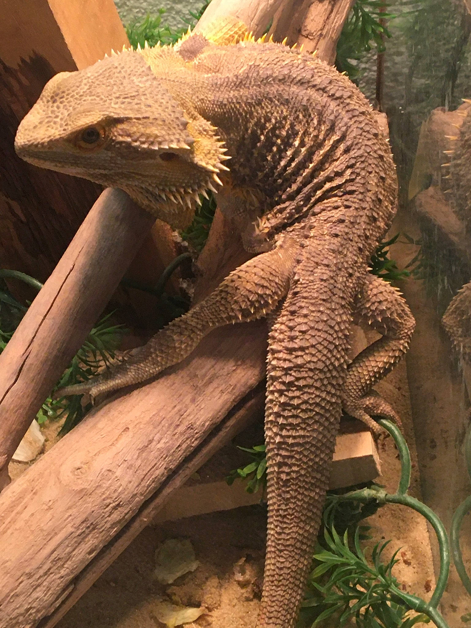 Martin participe au concours pour gagner de l'argent avec cette photo : adaptation, claw, iguania, lizard, organism, reptile, scaled_reptile, tail, terrestrial_animal, vertebrate, wildlife, zoo