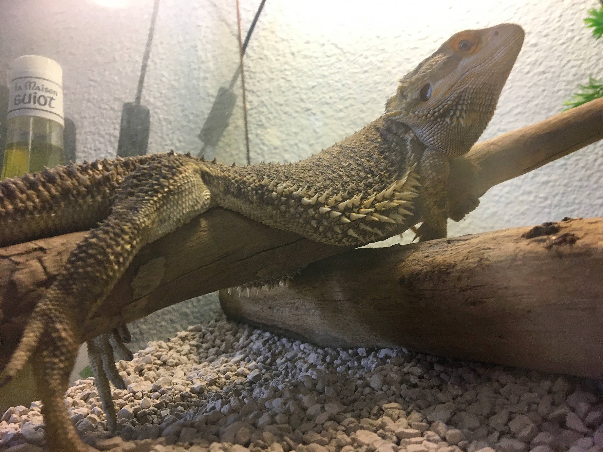 Martin a rejoint le concours — aidez-le/la à gagner de superbes lots ! adaptation, claw, monitor_lizard, plant, reptile, scaled_reptile, tail, terrestrial_animal, varanidae, zoo