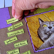 Neptune participe au concours pour gagner de l'argent avec cette photo : art_project, cat, close_up, crafting, curious_cat, domestic_cat, feline, gray_cat, hand, handwritten_text, indoor, labels, paper, person_hand, pet, purple_border, scrapbook, wooden_floor, yellow_eyes, yellow_labels