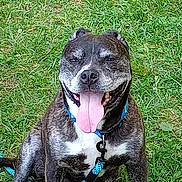 Boss joined the competition — help win amazing prizes! dog, brindle, tongue_out, happy, sitting, grass, outdoor, collar, leash, pet, canine, animal, nature, playful, friendly, smiling, fur, muzzle, ears, daylight