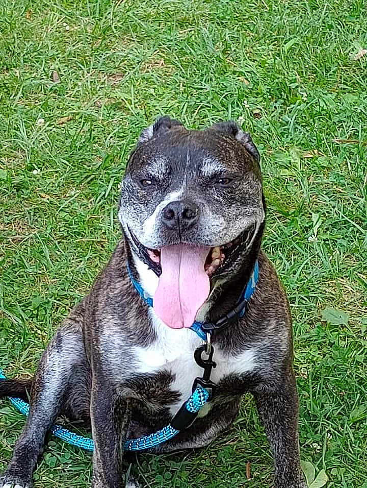 Boss joined the competition — help win amazing prizes! dog, brindle, tongue_out, happy, sitting, grass, outdoor, collar, leash, pet, canine, animal, nature, playful, friendly, smiling, fur, muzzle, ears, daylight