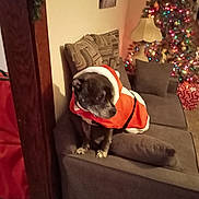 Boss is registered to the contest to win money with this photo: animal, brown, carpet, christmas_tree, couch, decorations, dog, festive, furniture, holiday, holiday_season, indoor, lamp, lights, living_room, pet, pillow, red, santa_costume, white