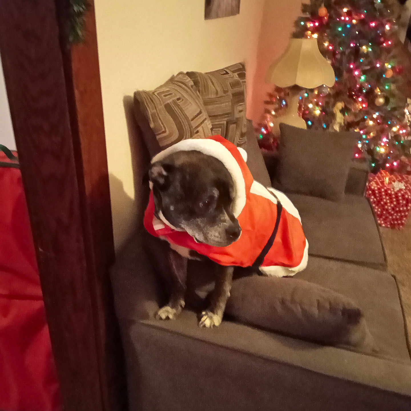Boss is registered to the contest to win money with this photo: animal, brown, carpet, christmas_tree, couch, decorations, dog, festive, furniture, holiday, holiday_season, indoor, lamp, lights, living_room, pet, pillow, red, santa_costume, white