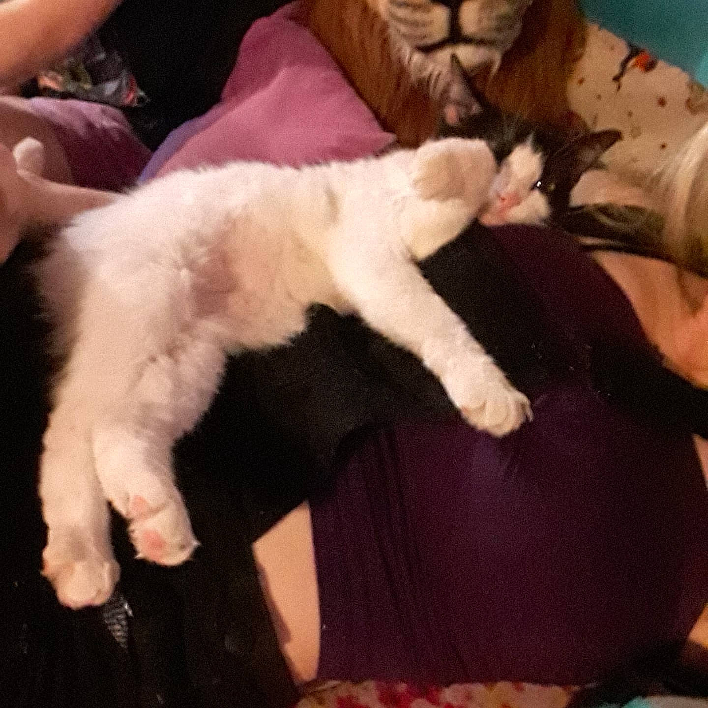 Beegee joined the competition — help win amazing prizes! carnivore, cat, felidae, fur, hand, kitten, paw, small_to_medium_sized_cats, tail, turkish_van