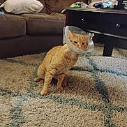 Mobby is registered to the contest to win money with this photo: animal, carpet, cat, coffee_table, cone, cone_of_shame, couch, cute, domestic_animal, floor, furniture, home, indoor, injured_cat, living_room, orange_cat, pet, pillow, protective_collar, rug