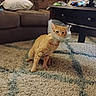 animal, carpet, cat, coffee_table, cone, cone_of_shame, couch, cute, domestic_animal, floor, furniture, home, indoor, injured_cat, living_room, orange_cat, pet, pillow, protective_collar, rug