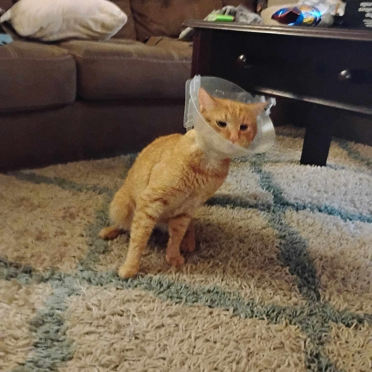 Mobby is registered to the contest to win money with this photo: animal, carpet, cat, coffee_table, cone, cone_of_shame, couch, cute, domestic_animal, floor, furniture, home, indoor, injured_cat, living_room, orange_cat, pet, pillow, protective_collar, rug