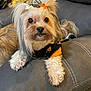 Tiffany is registered to the contest to win money with this photo: dog, pet, indoor, couch, leather, furniture, animal, cute, fur, hair_clips, orange, white, black, clothing, small_dog, paw, relaxed, household, cozy, portrait