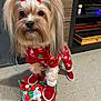 Tiffany joined the competition — help win amazing prizes! dog, puppy, red_pajamas, red_bows, christmas_gift, holiday, indoor, floor, cute, pet_clothing, small_dog, decorative, christmas_theme, present, paws, fur, toy, festive, adorable, pet