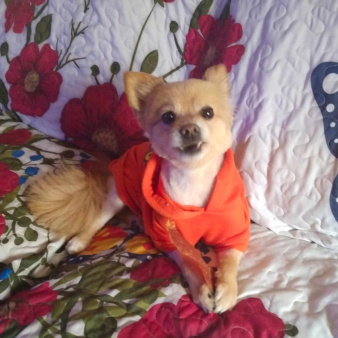 Gizmo is registered to the contest to win money with this photo: animal, canine, couch, cushion, dog, face, flower, furniture, head, homedecor, indoors, interiordesign, person, pet, petal, photography, plant, portrait, puppy, quilt