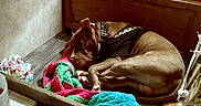 Gunnz is registered to the contest to win money with this photo: bed, blanket, brown_dog, collar, comfortable, cozy, decor, dog, furniture, home, indoor, napping, pet, quiet, relaxed, resting, sleeping, toys, vintage_cabinet, wooden_floor