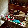 Gunnz is registered to the contest to win money with this photo: bed, blanket, brown_dog, collar, comfortable, cozy, decor, dog, furniture, home, indoor, napping, pet, quiet, relaxed, resting, sleeping, toys, vintage_cabinet, wooden_floor