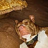 Gunnz is registered to the contest to win money with this photo: animal, brown_and_white, closed_eyes, collar, couch, cozy, cushion, dog, ears, furniture, indoor, lying_down, napping, pet, portrait, relaxed, short_hair, sleeping, snout, sofa