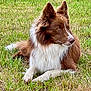 dog, canine, pet, grass, outdoor, brown_fur, white_fur, fluffy, long_hair, ears, muzzle, nose, paw, lying_down, portrait, natural_light, lawn, greenery, relaxed, animal