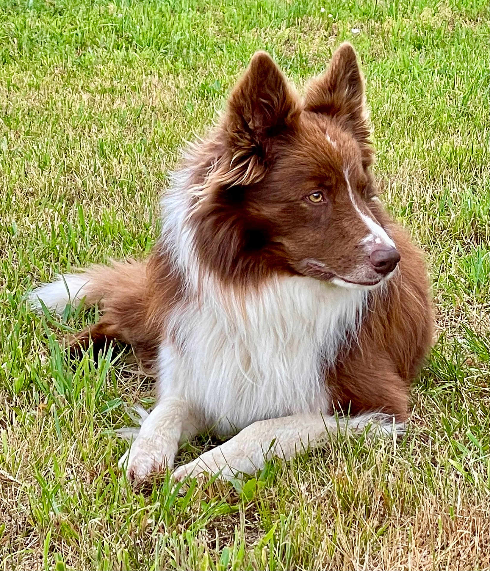 Scout is registered to the contest to win money with this photo: dog, canine, pet, grass, outdoor, brown_fur, white_fur, fluffy, long_hair, ears, muzzle, nose, paw, lying_down, portrait, natural_light, lawn, greenery, relaxed, animal