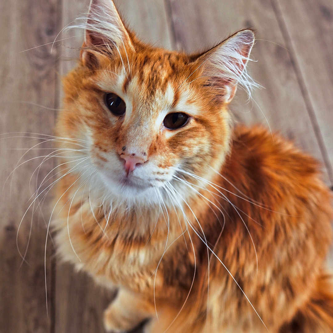 Ulhan a rejoint le concours — aidez-le/la à gagner de superbes lots ! abyssinian, angora, animal, cat, hardwood, indoors, interiordesign, kitten, manx, pet, plywood, stainedwood, wood